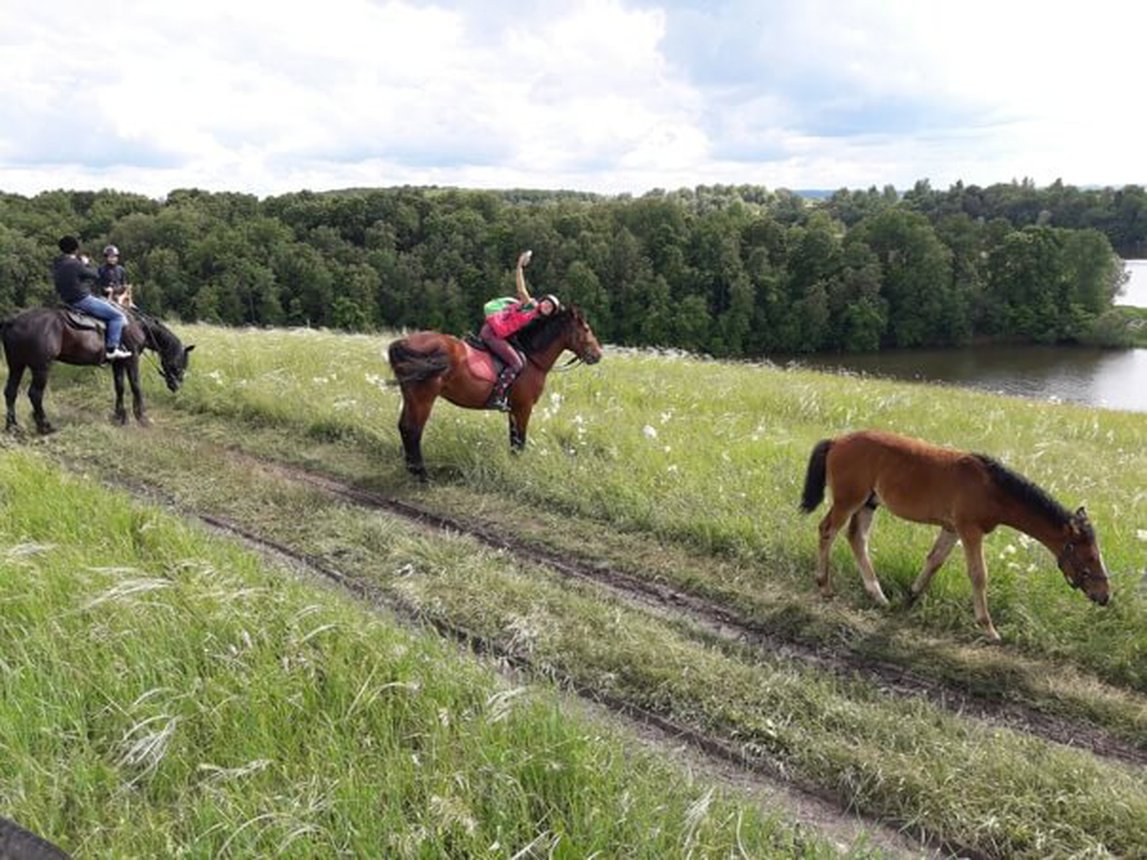 Конюшня в самаре. Конюшня в самаре. Кск солнечный остров. Загородный парк самара конюшня. Конюшня в самаре.